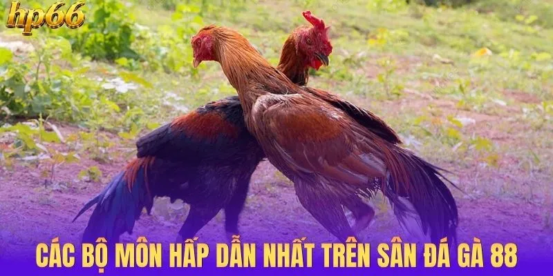 Các bộ môn hấp dẫn nhất trên sân đá gà 88