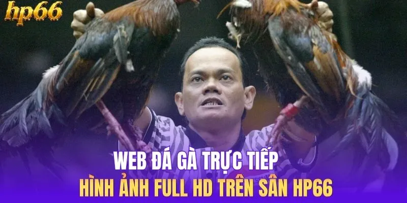 Web Đá Gà Trực Tiếp - Hình ảnh Full HD Trên Sân HP66 